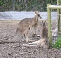 Jirrahlinga Koala  Wildlife Sanctuary - E Caravan Parks