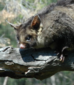 Moonlit Sanctuary Wildlife Conservation Park - E Caravan Parks 0