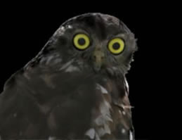 Moonlit Sanctuary Wildlife Conservation Park - E Caravan Parks 1