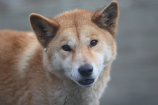 Moonlit Sanctuary Wildlife Conservation Park - E Caravan Parks 3