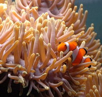 Reef HQ Great Barrier Reef Aquarium - E Caravan Parks