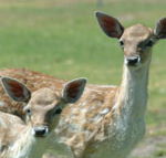 Marapana Wildlife Park - E Caravan Parks