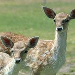 Marapana Wildlife Park - E Caravan Parks 0