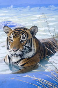 Zoo Doo Wildlife Park - E Caravan Parks 0