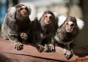 Zoo Doo Wildlife Park - E Caravan Parks 1