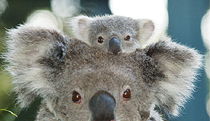 Blackmans Point NSW E Caravan Parks