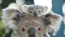 Billabong Koala And Wildlife Park - E Caravan Parks 0