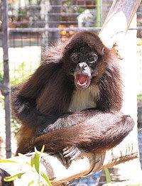 Billabong Koala And Wildlife Park - E Caravan Parks 1