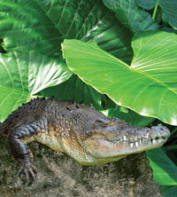 Billabong Koala And Wildlife Park - E Caravan Parks 2