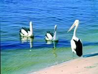 Noosa Everglades Discovery - E Caravan Parks 2