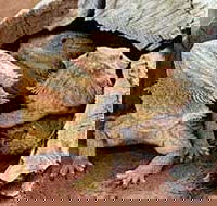 Alice Springs Reptile Centre - E Caravan Parks