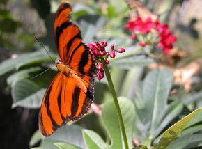 Butterfly Farm - E Caravan Parks 0