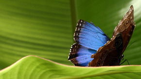 Butterfly Farm - E Caravan Parks 3