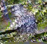 Koala Conservation Centre - E Caravan Parks