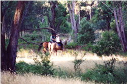 High Country Horses - E Caravan Parks 1