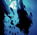 Scuba World - E Caravan Parks
