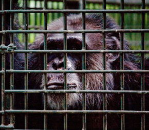 Rockhampton Zoo - E Caravan Parks 0