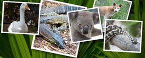 Rockhampton Zoo - E Caravan Parks 2