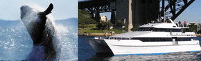 Prestige Harbour Cruises - E Caravan Parks 3