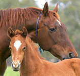 Blue Gum Farm - E Caravan Parks