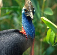 David Fleay Wildlife Park - E Caravan Parks
