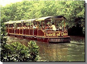 Daintree Rainforest River Trains - E Caravan Parks 0