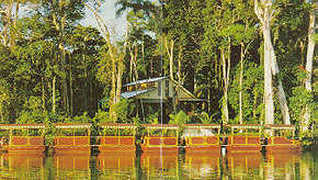 Daintree Rainforest River Trains - E Caravan Parks 3