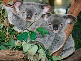 Kuranda Koala Gardens - E Caravan Parks 2