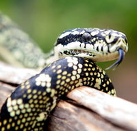 Reptile Encounters