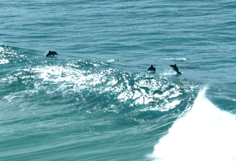 Beach Trekkers North Stradbroke Island - E Caravan Parks 2