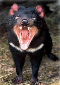 Zoo Doo Wildlife Park - E Caravan Parks 4