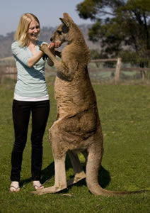 Zoo Doo Wildlife Park - E Caravan Parks 5