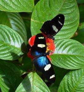 Butterfly Farm - E Caravan Parks 4
