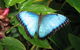 Butterfly Farm - thumb 5