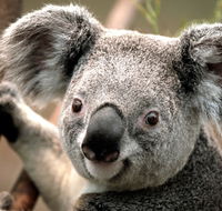 Potoroo Palace - E Caravan Parks