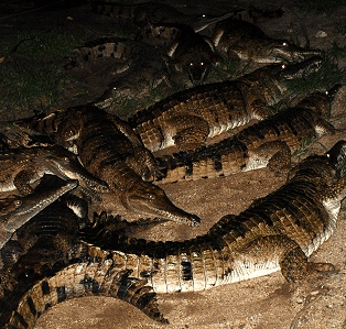 Cairns Night Zoo - E Caravan Parks 3