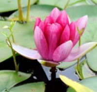 The Lotus Day Spa and Retreat - E Caravan Parks