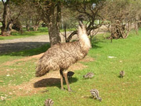 Ramsay SA E Caravan Parks