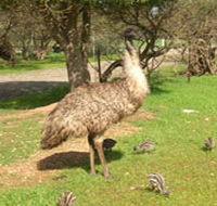 Minlaton Fauna Park - E Caravan Parks