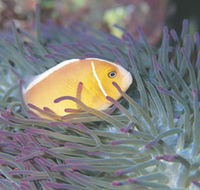 Rowley Shoals - E Caravan Parks