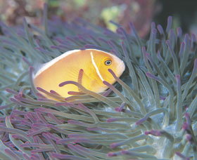 Rowley Shoals - E Caravan Parks 0