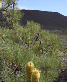 Lesueur Walk Trail, Mount Lesueur - E Caravan Parks 0