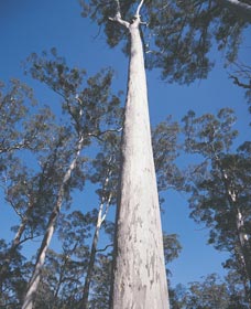 The Four Aces - E Caravan Parks 0