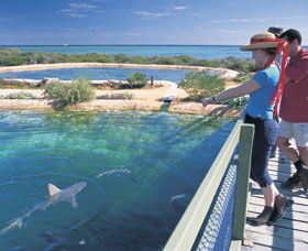 Shark Bay Marine Park - E Caravan Parks 0