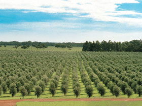 Fini Olives - E Caravan Parks 0