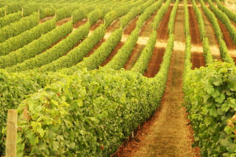 MadFish Wines Margaret River - E Caravan Parks 0