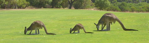 Rockingham Golf Club - E Caravan Parks 3