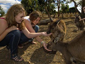 Kangaroo Island Wildlife Park - E Caravan Parks 0