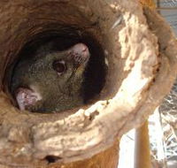 Mulga Sanctuary and Wildlife Park - E Caravan Parks