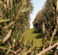 Evilo Estate - E Caravan Parks